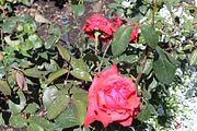 81 - Butchard Gardens  - IMG_1682